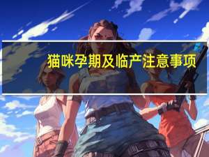 猫咪孕期及临产注意事项