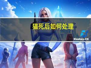 猫死后如何处理