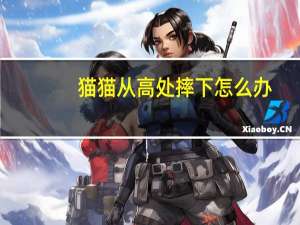 猫猫从高处摔下怎么办