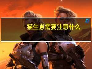 猫生崽需要注意什么
