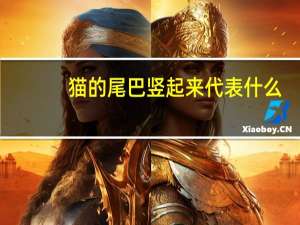 猫的尾巴竖起来代表什么