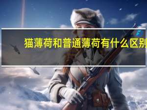 猫薄荷和普通薄荷有什么区别