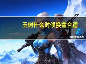 玉树什么时候换盆合适