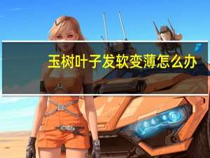 玉树叶子发软变薄怎么办