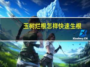 玉树烂根怎样快速生根