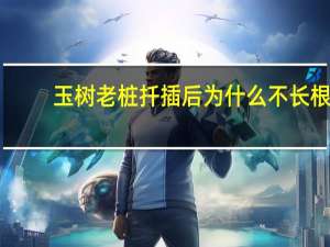 玉树老桩扦插后为什么不长根