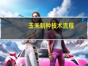 玉米制种技术流程