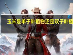 玉米是单子叶植物还是双子叶植物