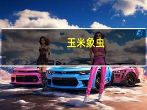 玉米象虫（玉米象）