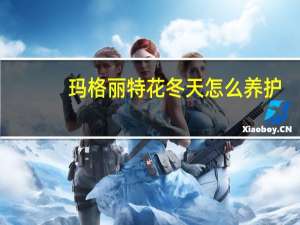 玛格丽特花冬天怎么养护