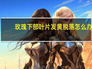 玫瑰下部叶片发黄脱落怎么办