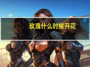 玫瑰什么时候开花