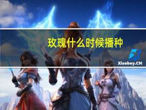 玫瑰什么时候播种