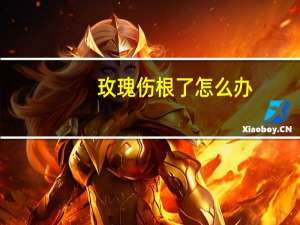 玫瑰伤根了怎么办