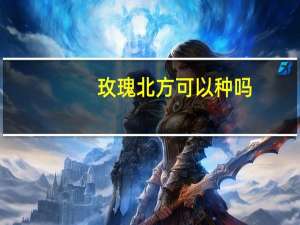 玫瑰北方可以种吗