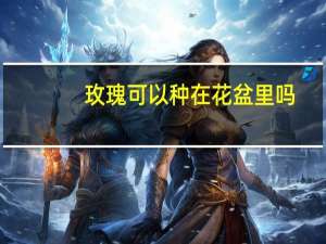 玫瑰可以种在花盆里吗