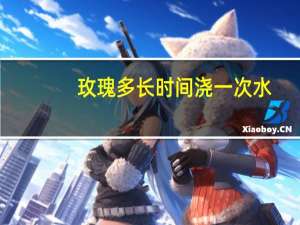 玫瑰多长时间浇一次水