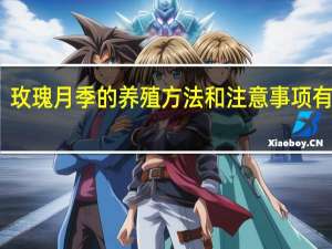 玫瑰月季的养殖方法和注意事项有哪些