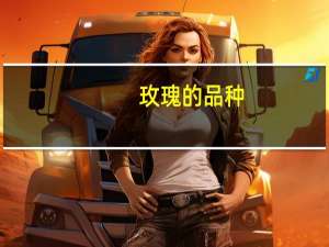 玫瑰的品种