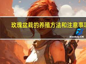 玫瑰盆栽的养殖方法和注意事项