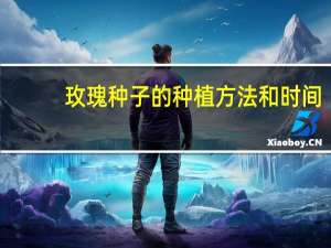 玫瑰种子的种植方法和时间