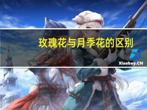 玫瑰花与月季花的区别