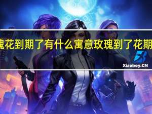 玫瑰花到期了有什么寓意 玫瑰到了花期什么意思
