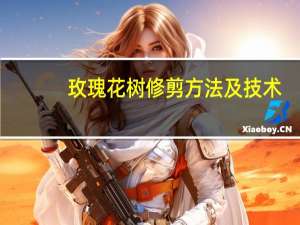 玫瑰花树修剪方法及技术