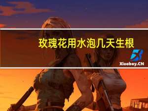 玫瑰花用水泡几天生根