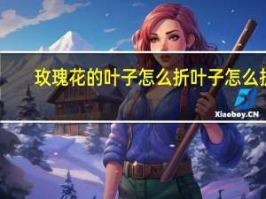 玫瑰花的叶子怎么折 叶子怎么折