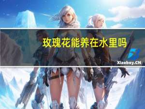 玫瑰花能养在水里吗