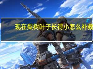 现在梨树叶子长得小怎么补救