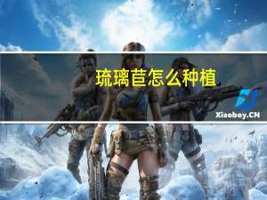 琉璃苣怎么种植