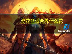 瓷花盆适合养什么花