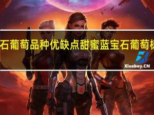 甜蜜蓝宝石葡萄品种优缺点 甜蜜蓝宝石葡萄树苗多少钱一棵