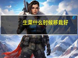 生菜什么时候移栽好