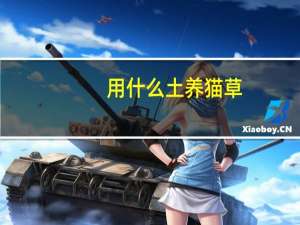 用什么土养猫草