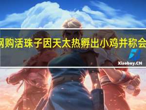 男子网购活珠子因天太热孵出小鸡 并称会好好饲养的
