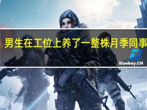 男生在工位上养了一整株月季同事直呼：有被治愈到 到底什么情况呢