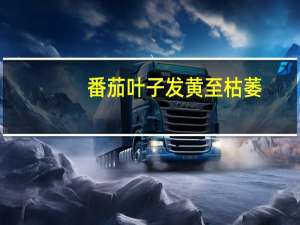 番茄叶子发黄至枯萎