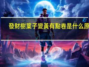發財樹葉子變黃有點卷是什么原因