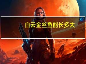 白云金丝鱼能长多大