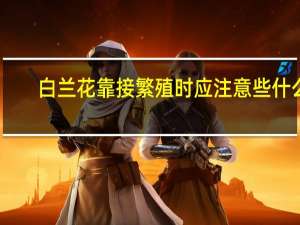 白兰花靠接繁殖时应注意些什么
