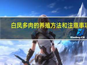 白凤多肉的养殖方法和注意事项