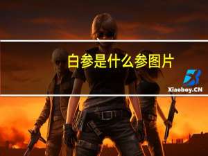 白参是什么参图片（白参是什么参）