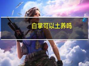 白掌可以土养吗