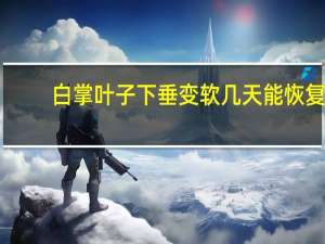白掌叶子下垂变软几天能恢复（白掌叶子下垂变软）