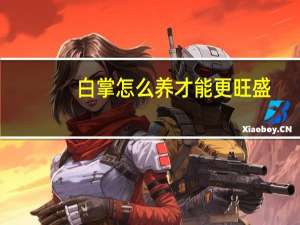 白掌怎么养才能更旺盛