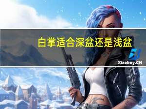 白掌适合深盆还是浅盆