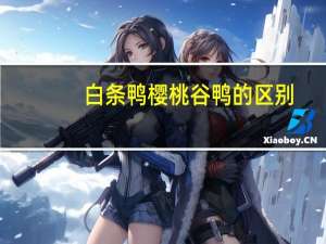 白条鸭樱桃谷鸭的区别